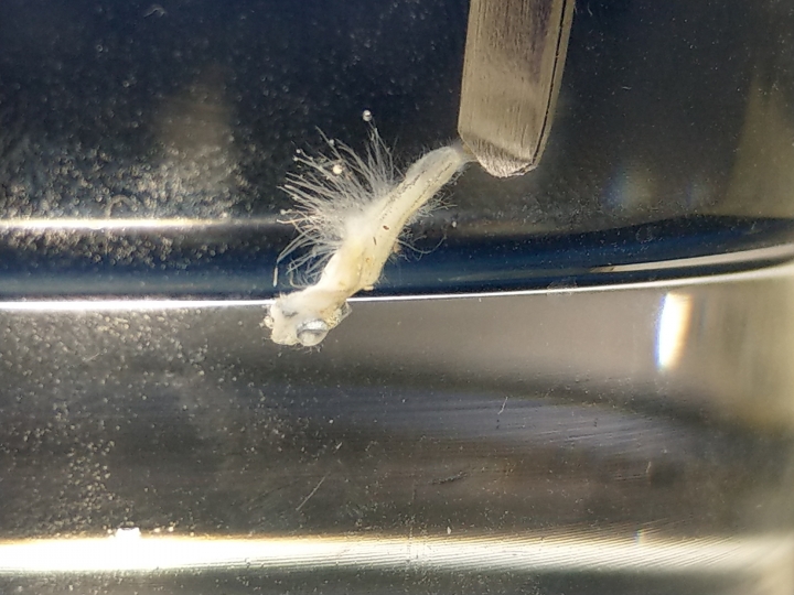 魚缸問題請教