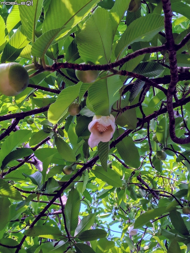 第倫桃 台南市佳里區佳里體育公園 08/05