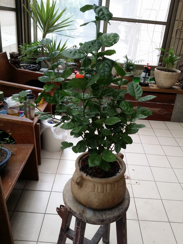 園藝新手DIY小花圃