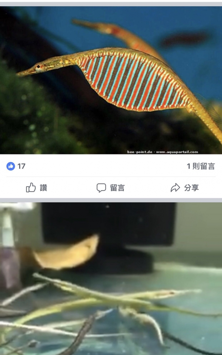 印度腹囊海龍