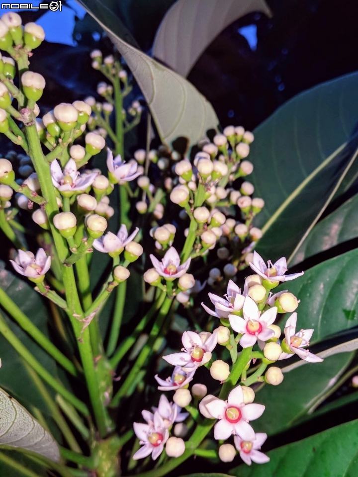 蝴蝶+台東漆木 台南市安南區史博館 08/20
