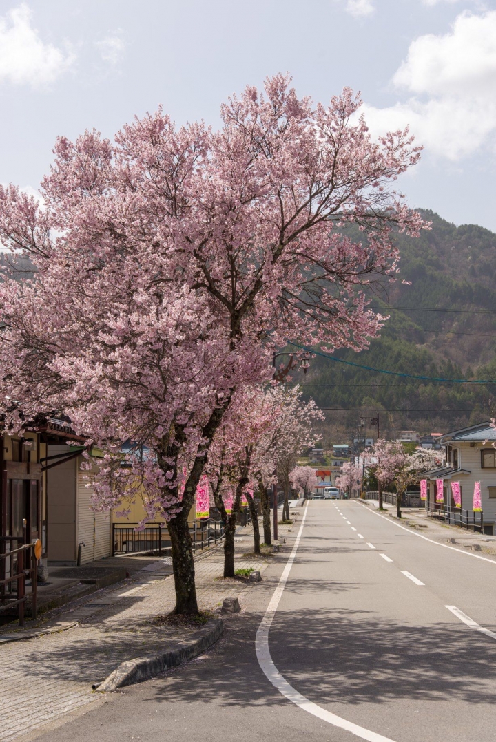 日本 高山 樱花 盛开 d800