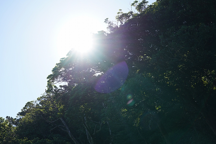 Sigma 70mm f/2.8 DG Macro Art 評測報告｜FE-Mount 微距新星「利」到沒朋友！