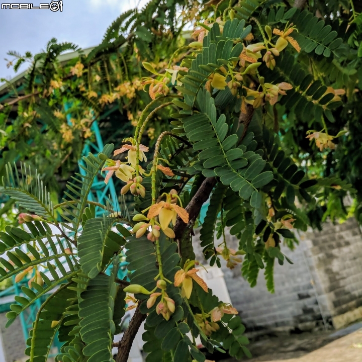 羅望子 台南市佳里區信義一街 蕭壠足球場 08/26