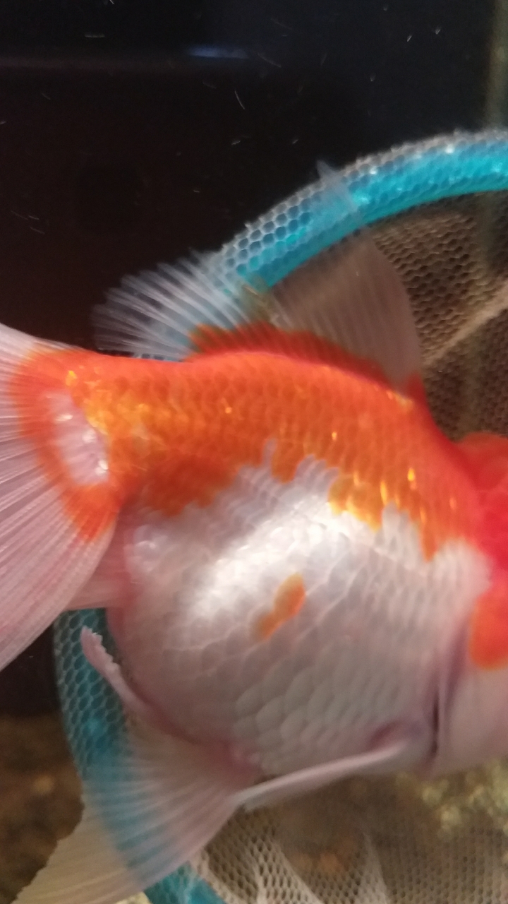 請問這個是甚麼東西？在金魚的身上！