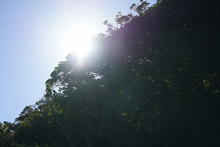 Sigma 70mm f/2.8 DG Macro Art 評測報告｜FE-Mount 微距新星「利」到沒朋友！