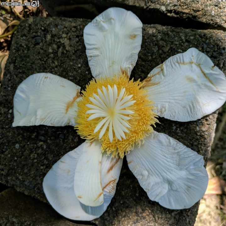 第倫桃 台南市佳里區佳里體育公園 08/05