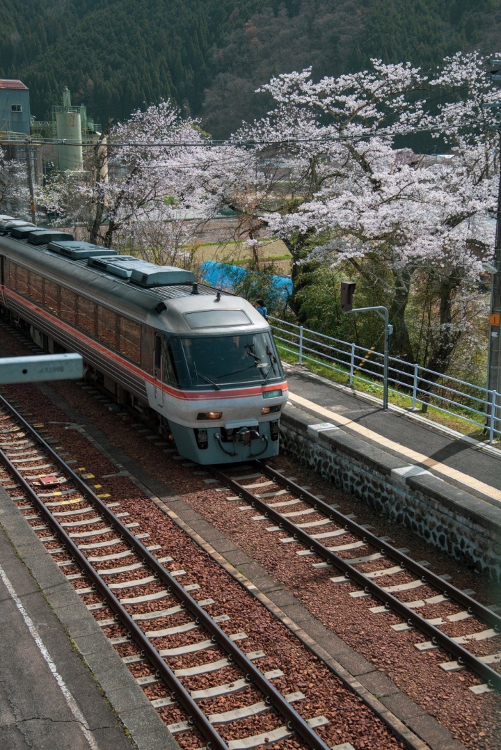 日本 高山 樱花 盛开 d800