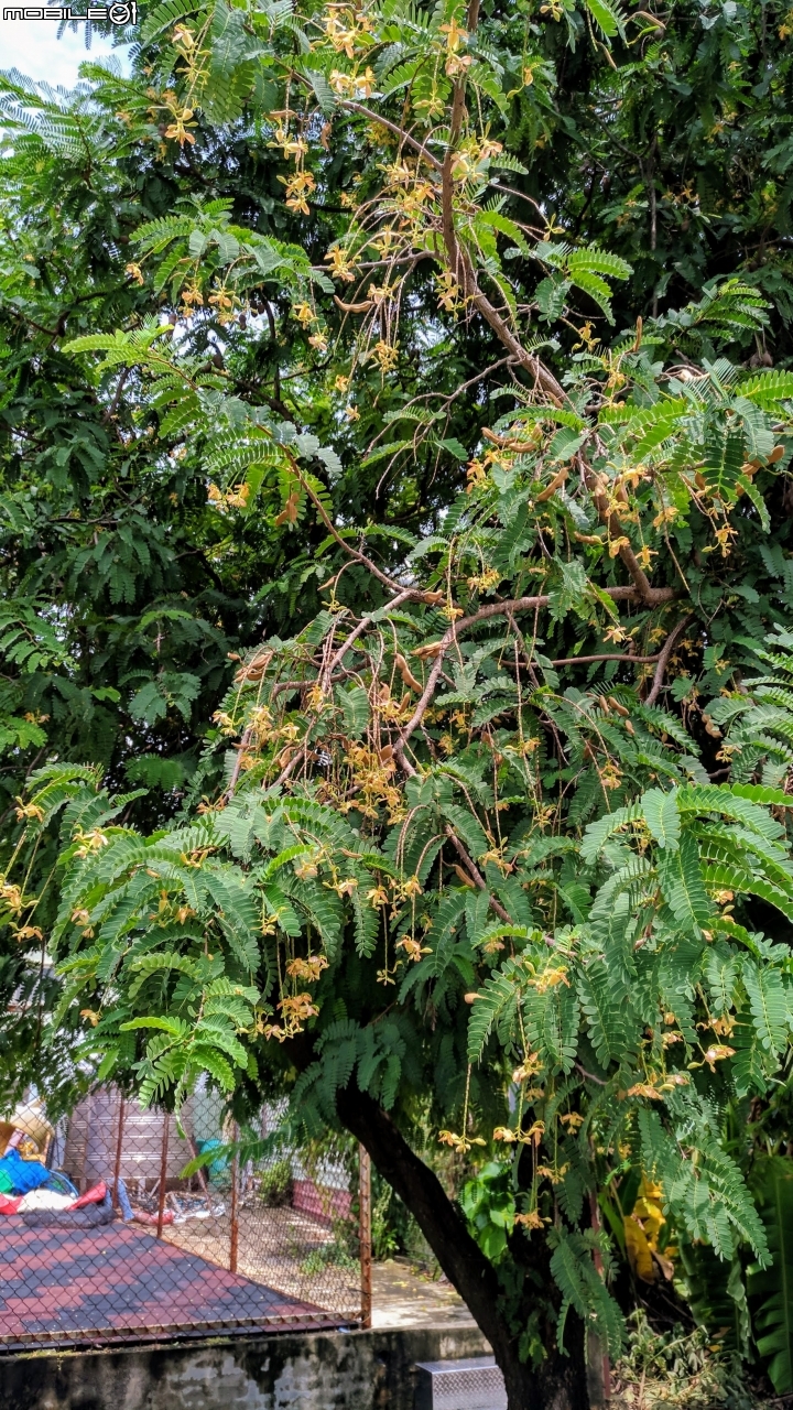 羅望子 台南市佳里區信義一街 蕭壠足球場 08/26