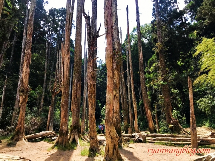 忘憂森林—南投旅遊景點,杉林溪的奇幻仙境之旅