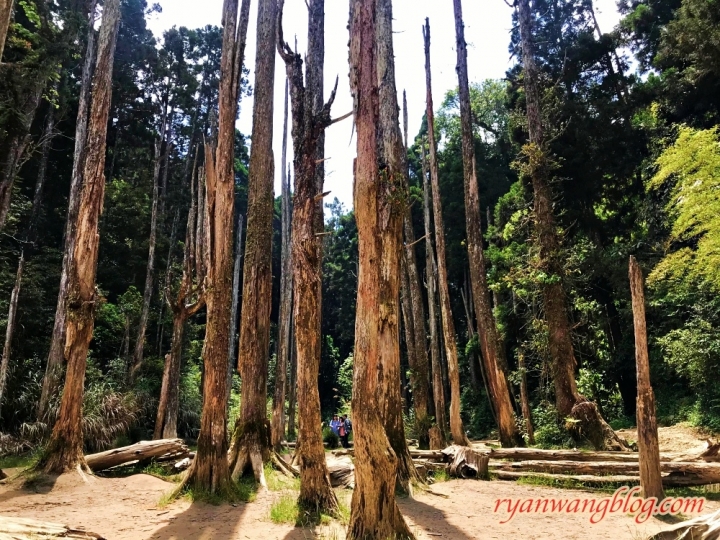 忘憂森林—南投旅遊景點，杉林溪的奇幻仙境之旅