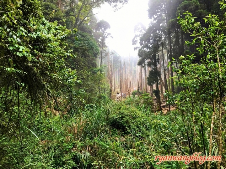 忘憂森林—南投旅遊景點,杉林溪的奇幻仙境之旅
