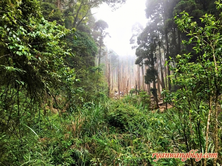 忘憂森林—南投旅遊景點，杉林溪的奇幻仙境之旅