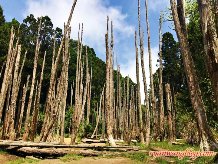 忘憂森林—南投旅遊景點，杉林溪的奇幻仙境之旅