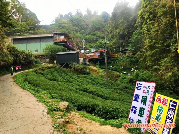忘憂森林—南投旅遊景點,杉林溪的奇幻仙境之旅