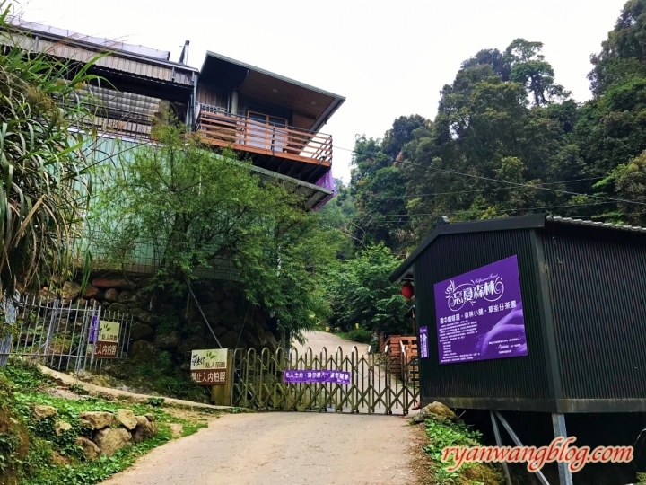 忘憂森林—南投旅遊景點,杉林溪的奇幻仙境之旅