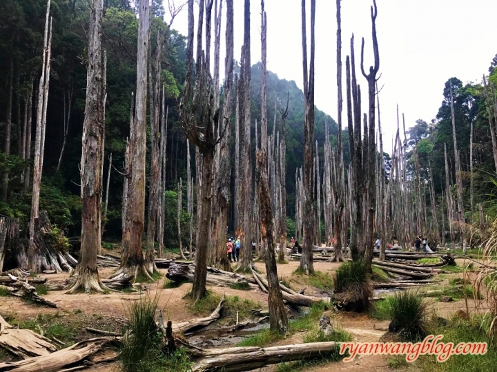 忘憂森林—南投旅遊景點，杉林溪的奇幻仙境之旅