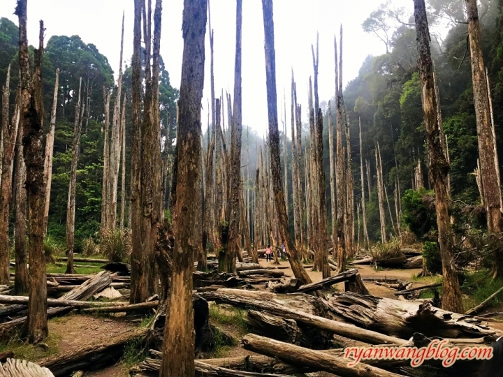 忘憂森林—南投旅遊景點，杉林溪的奇幻仙境之旅