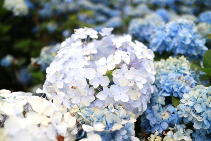 【日本 • 沖繩】饒平名紫陽花園～25萬朵繡球花海的感動！