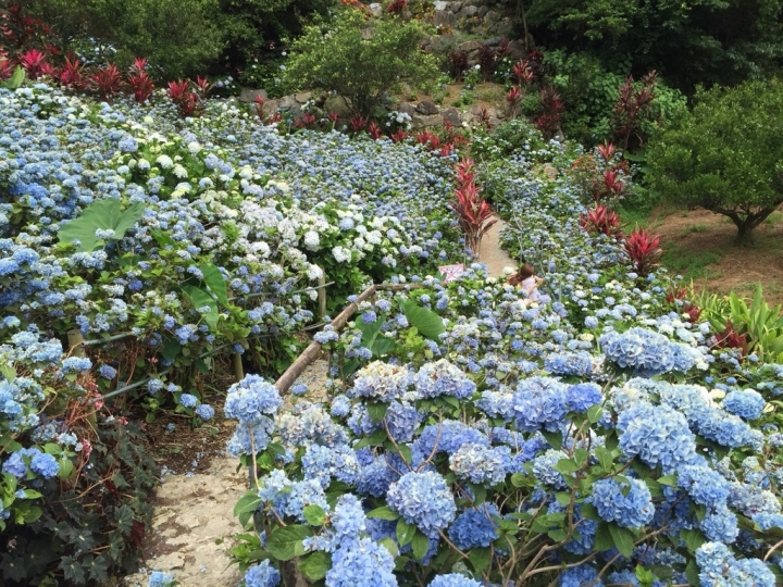 【日本 • 沖繩】饒平名紫陽花園～25萬朵繡球花海的感動！