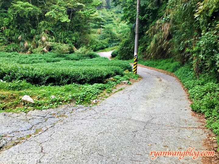 忘憂森林—南投旅遊景點，杉林溪的奇幻仙境之旅