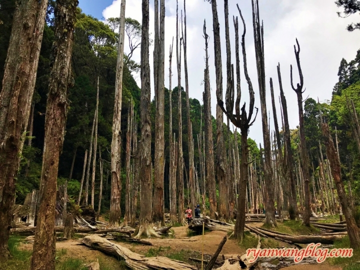 忘憂森林—南投旅遊景點,杉林溪的奇幻仙境之旅