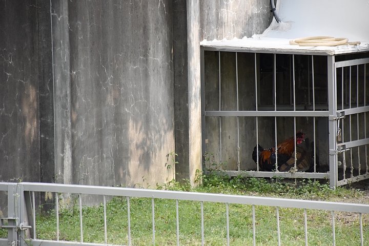 雞龜同籠續篇：公雞賴著不走，要和蘇卡達住在一起。