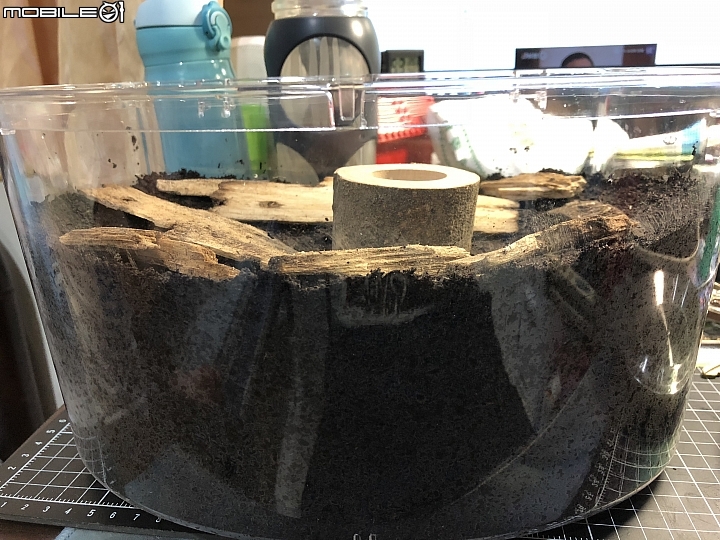 [分享] 台灣獨角仙