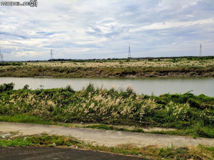 翅果鐵刀木+芒花 台南市曾文溪堤防麻豆段 09/16