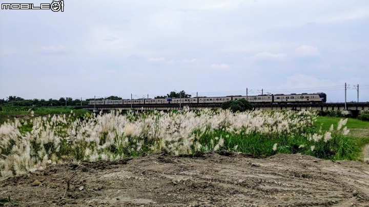 芒花 台南市後壁區台一線八掌溪橋二側 09/16