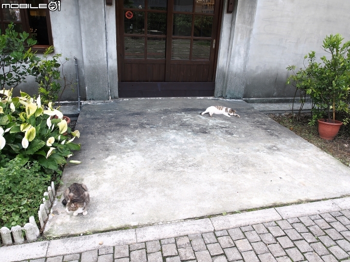 新北市 瑞芳 猴硐貓村-- 想找貓兒療癒的，請來這裡!