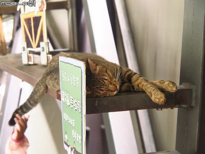 新北市 瑞芳 猴硐貓村-- 想找貓兒療癒的，請來這裡!