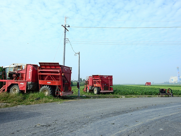 Nikon P900記錄紅豆的採收，和毛豆非常不同哦！忽然想吃萬丹紅豆餅。