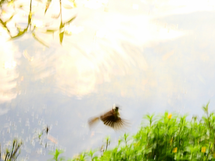 Nikon P900記錄紅豆的採收，和毛豆非常不同哦！忽然想吃萬丹紅豆餅。