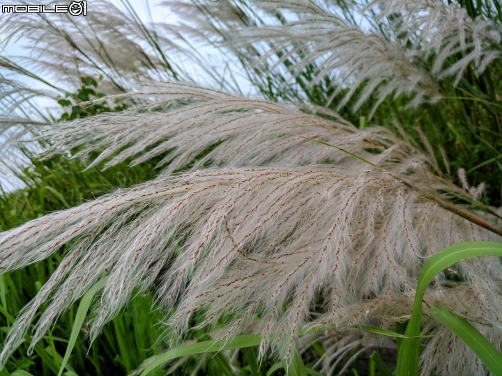 芒花-甜根子草 台南市東區中華南路一段 09/09
