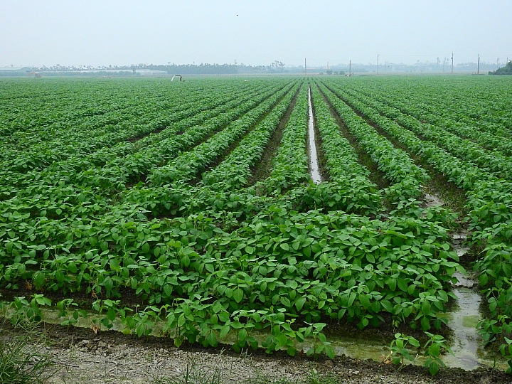 Nikon P900記錄紅豆的採收，和毛豆非常不同哦！忽然想吃萬丹紅豆餅。