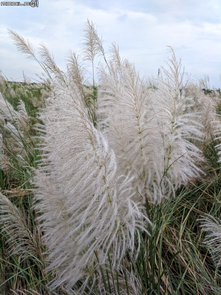 芒花 台南市後壁區台一線八掌溪橋二側 09/16