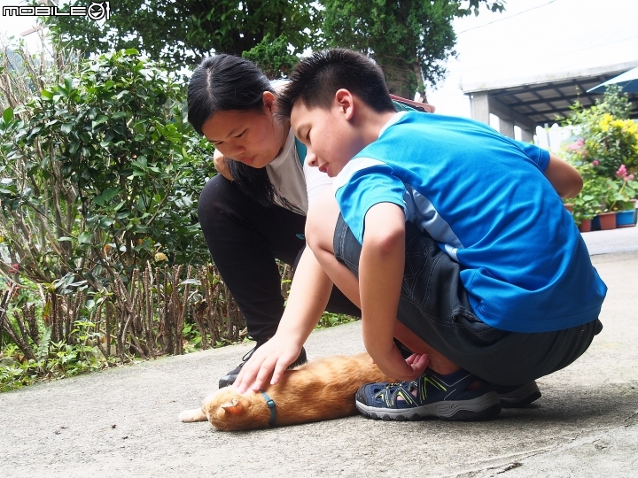 新北市 瑞芳 猴硐貓村-- 想找貓兒療癒的，請來這裡!