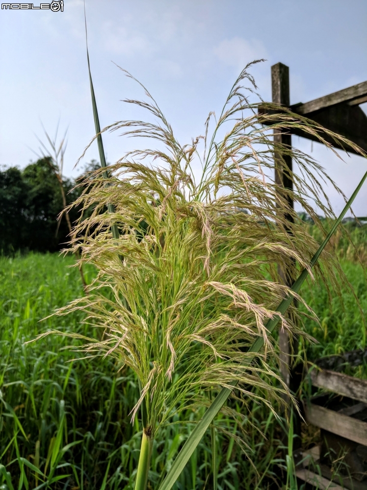 蘆葦 台南市關廟區大潭埤旺萊公園 09/13