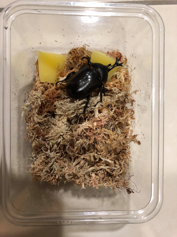 [分享] 台灣獨角仙