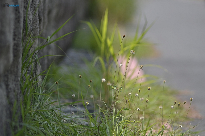 39年的長焦近攝鏡【TAMRON Adaptall 135mm f/2.5 (03B)】