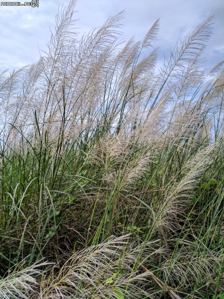 翅果鐵刀木+芒花 台南市曾文溪堤防麻豆段 09/16