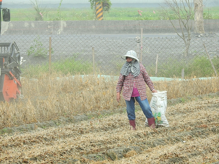 Nikon P900記錄紅豆的採收，和毛豆非常不同哦！忽然想吃萬丹紅豆餅。