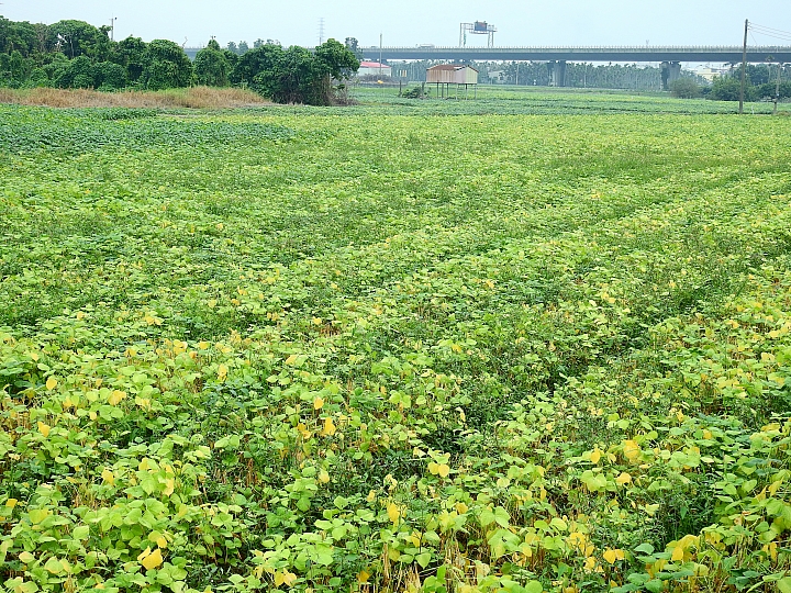 Nikon P900記錄紅豆的採收，和毛豆非常不同哦！忽然想吃萬丹紅豆餅。