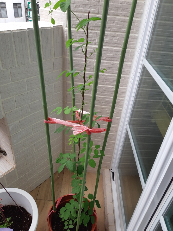 蝶豆花修剪