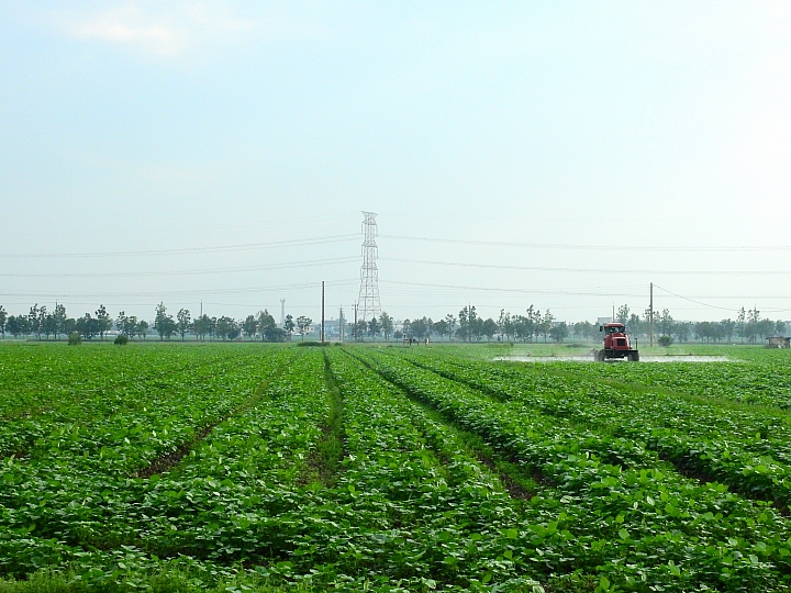 Nikon P900記錄紅豆的採收，和毛豆非常不同哦！忽然想吃萬丹紅豆餅。