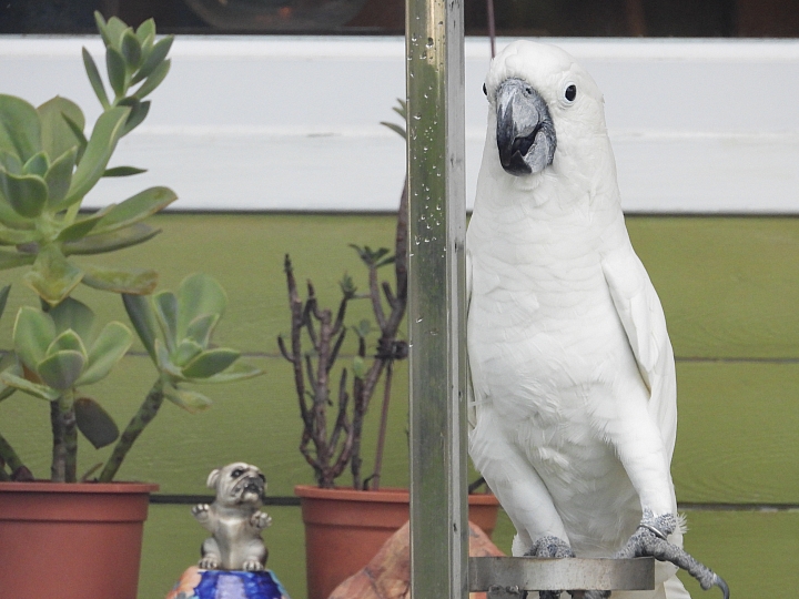Nikon P1000拍鳥且拍下一段斑文鳥的求偶舞，並比較D850+600+1.4X。