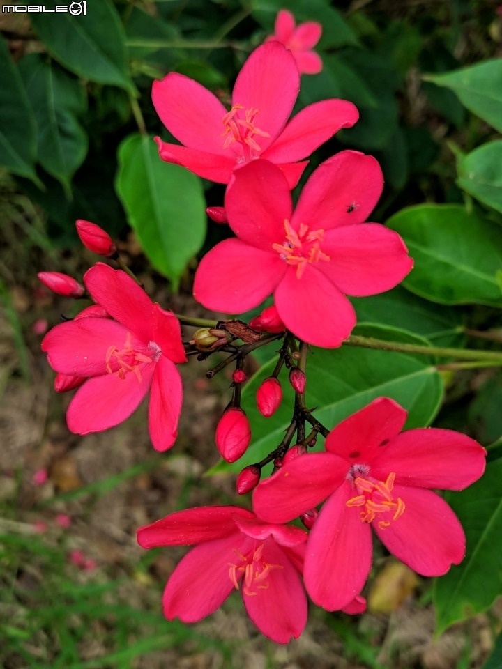 河津櫻小開 台南市東區巴克禮公園 09/09