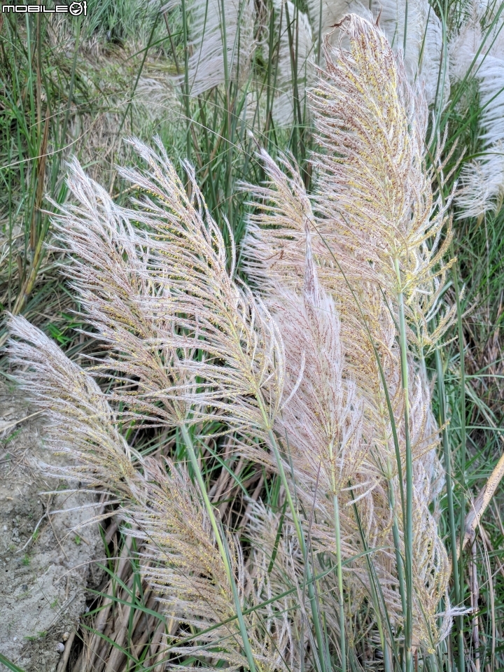 芒花 台南市鹽水區汫水港大橋 09/24