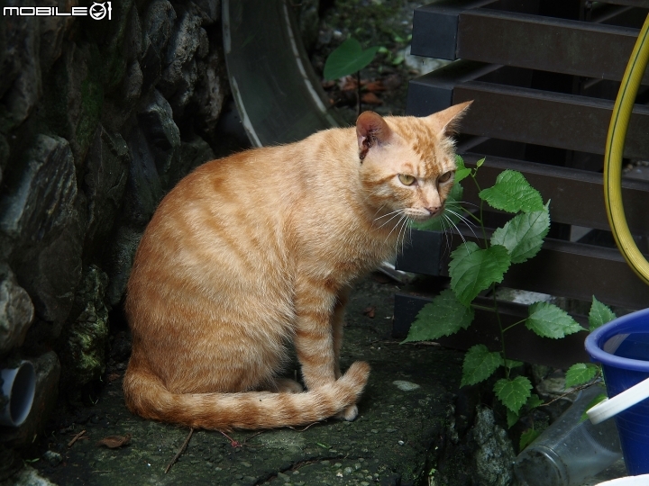 新北市 瑞芳 猴硐貓村-- 想找貓兒療癒的，請來這裡!